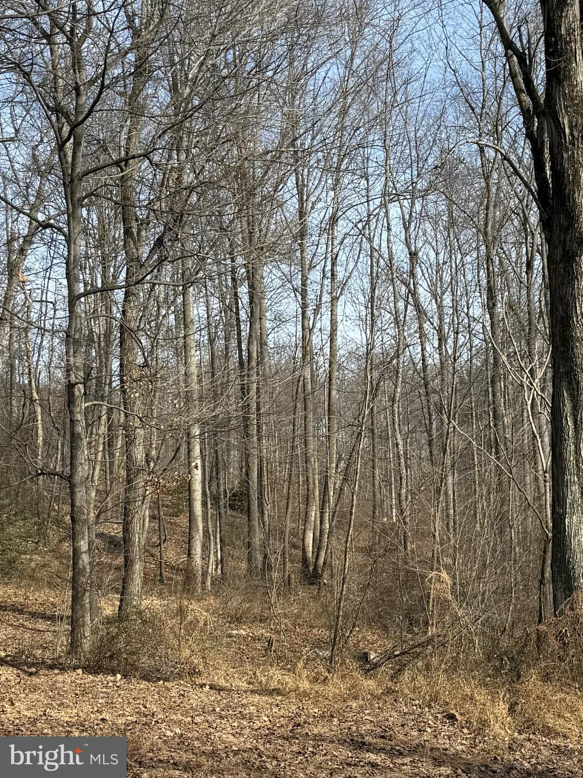 Corner Of Poplar Ridge Lane Dauphin, PA 17018 - Photo 2 of 3 Serene winter woods await exploration.