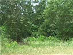 a view of a lush green forest