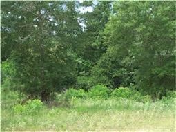 37121 Farm To Market 1774 Magnolia, TX 77355 - Photo 4 of 5 a view of a lush green forest