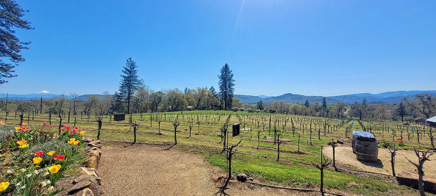 1052 Holcomb Springs Road Gold Hill, OR 97525 - Photo 7 of 65 Wide Vineyard View Showing Seasonal Growth