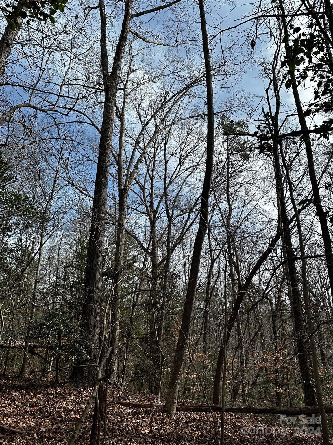 408-410 Huckleberry Ridge Road Hiddenite, NC 28636 - Photo 4 of 11 a view of tree