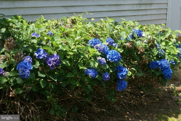 800 Harrogate Road Fredericksburg, VA 22406 - Photo 26 of 29 Garden