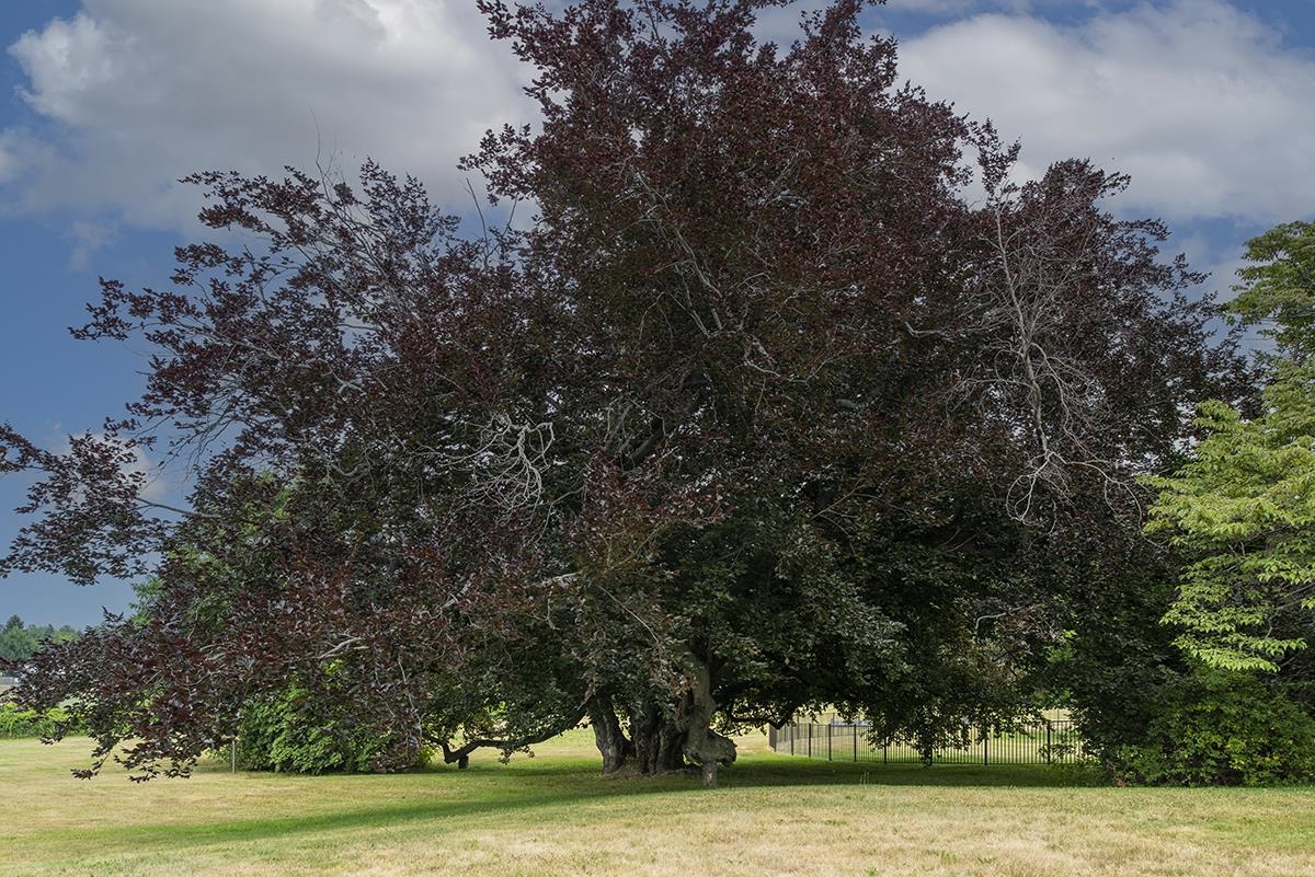 13 Exeter Road Hampton Falls, NH 03844 - Photo 14 of 40