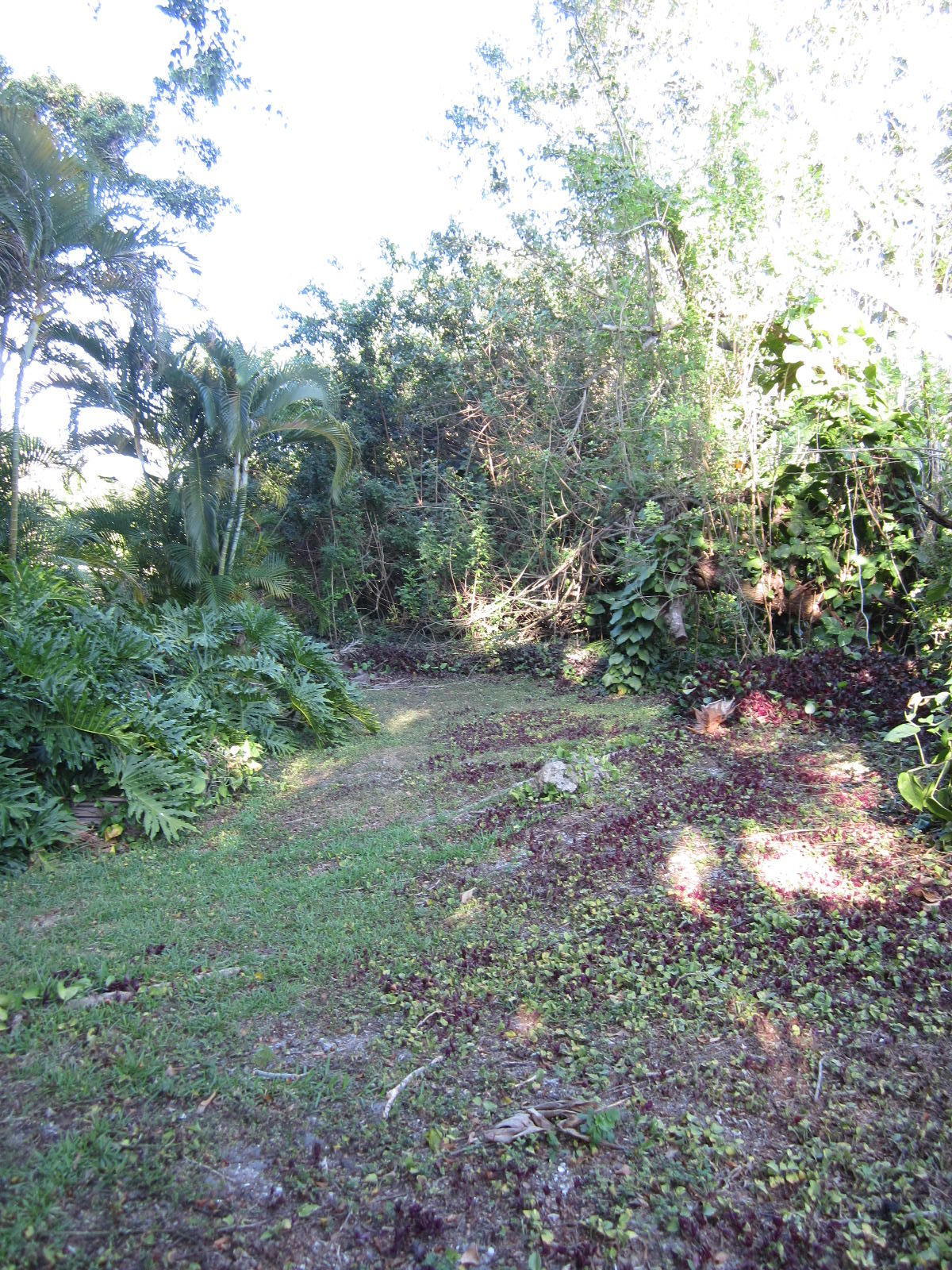 22686 Pickerel Circle Boca Raton, FL 33428 - Photo 36 of 46 backyard trail