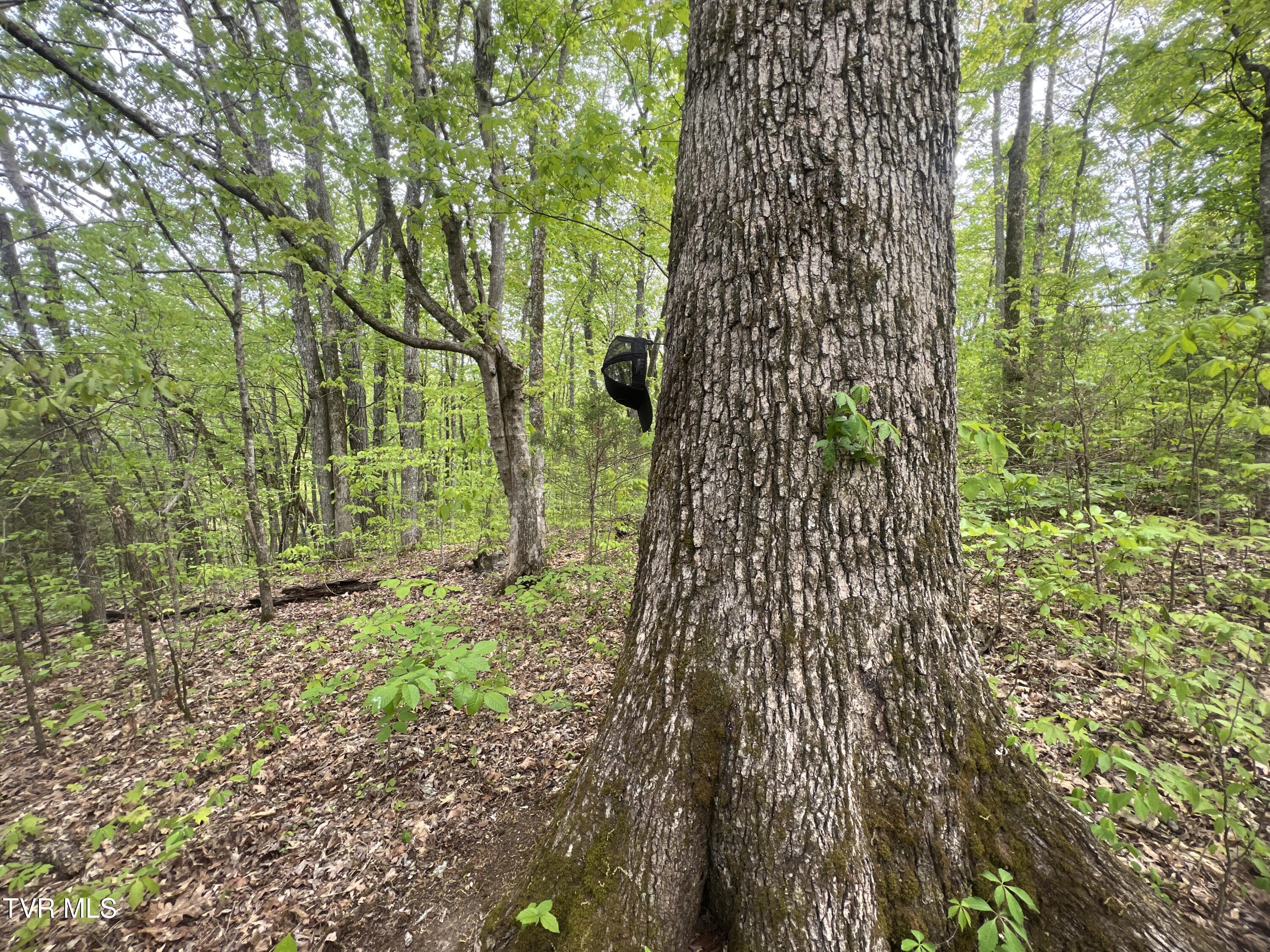 3050 Shackleford Road, Unit P/O Mosheim, TN 37818 - Photo 45 of 79 _Pic47 (24)