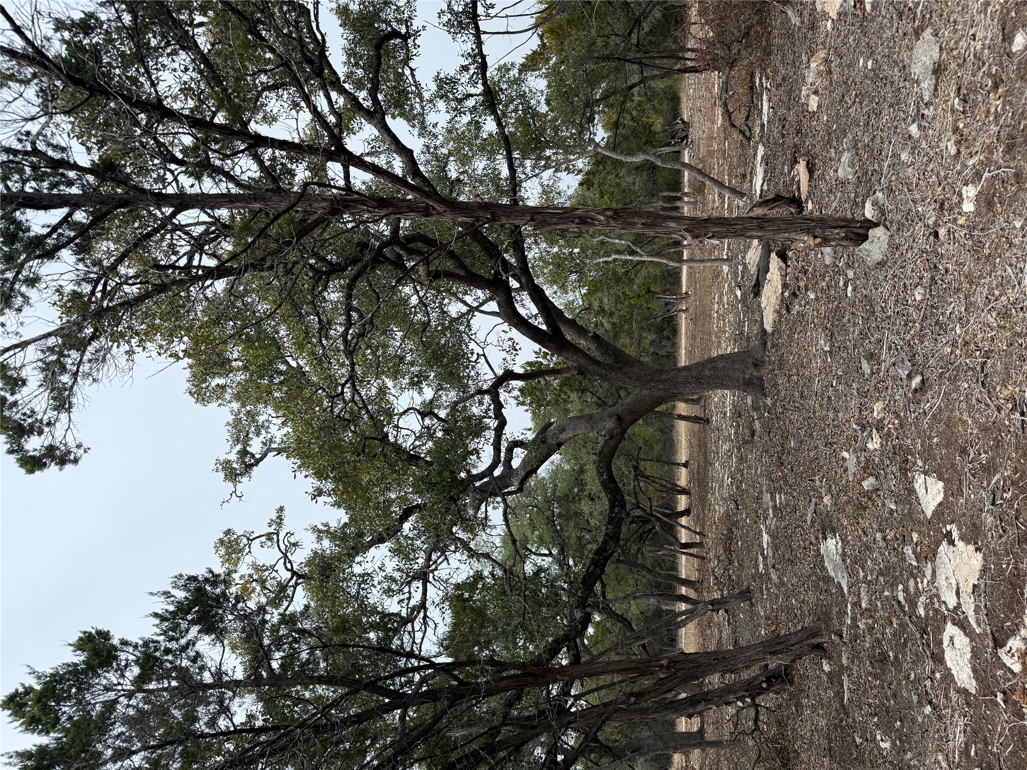 2 Pump Station Road Wimberley, TX 78676 - Photo 15 of 16 a view of a forest