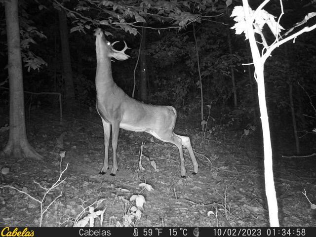 0 East Fork Road Laurelville, OH 43135 - Photo 3 of 16 10020231
