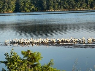 2607 Hardin Bottom River Road Clifton, TN 38425 - Photo 22 of 32 a view of a lake