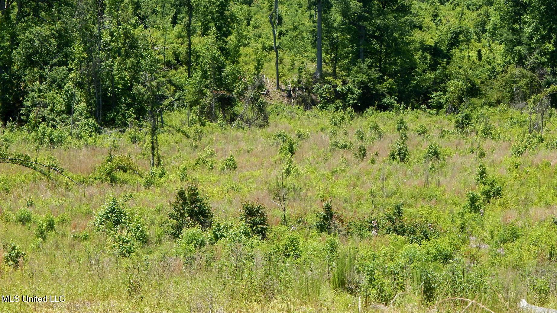 104 Hugh White State Pk Road Grenada, MS 38901 - Photo 4 of 14 DSCN6879
