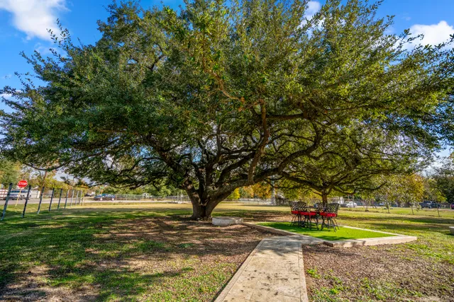 a view of a yard with large trees