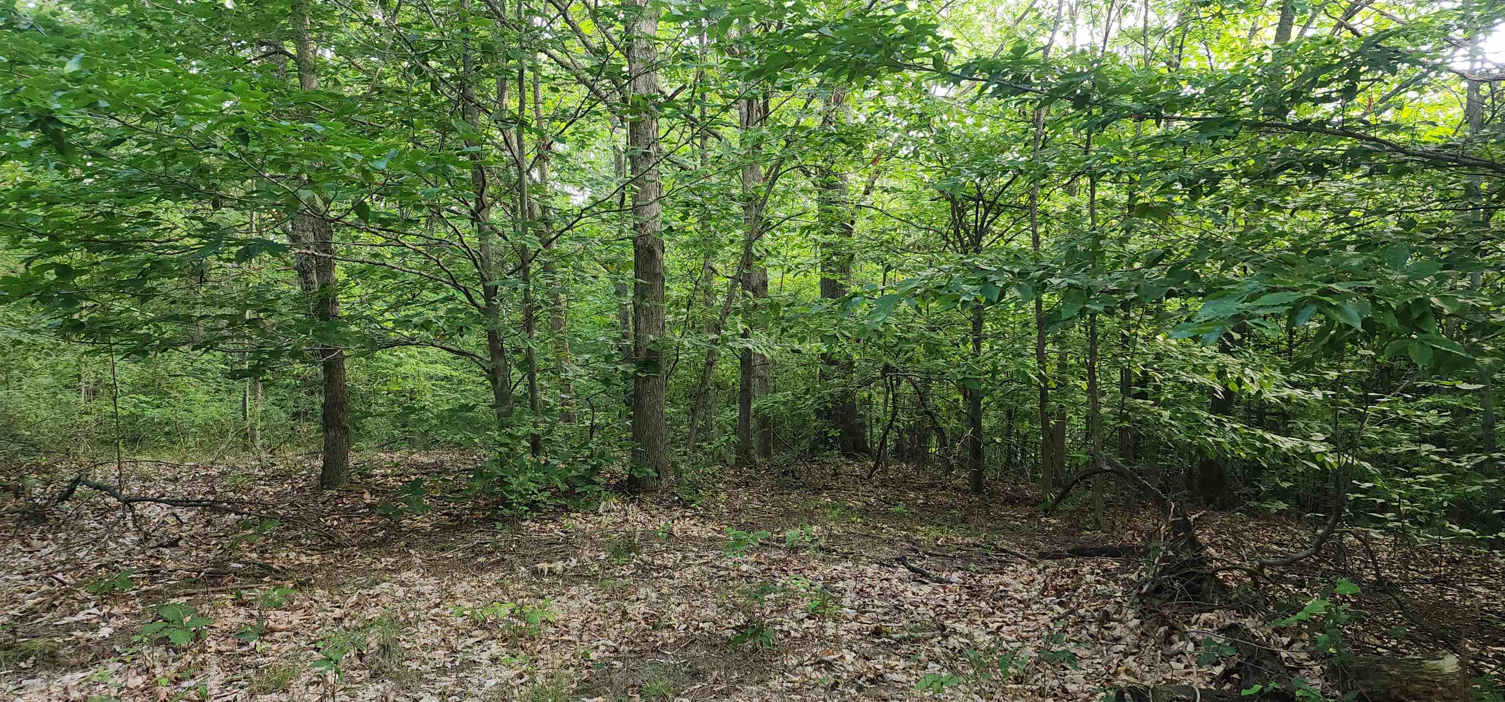 0 West Phelps Road Manton, MI 49663 - Photo 8 of 12