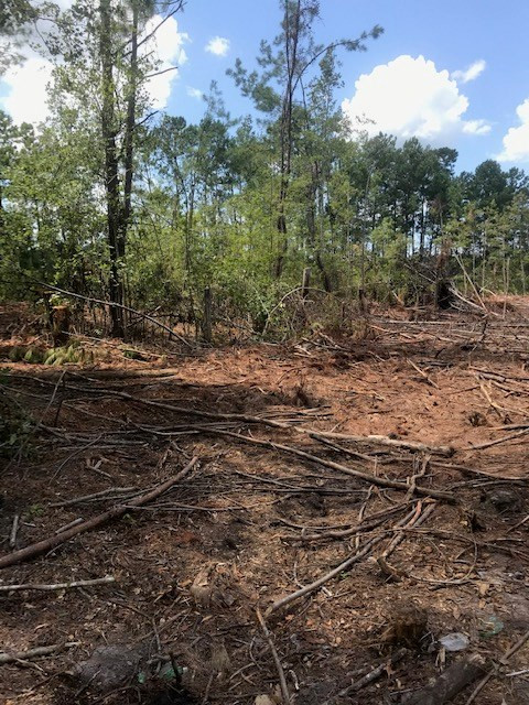 Tbd Corner Road New Zion, SC 29111 - Photo 5 of 12 Gallery Image 5