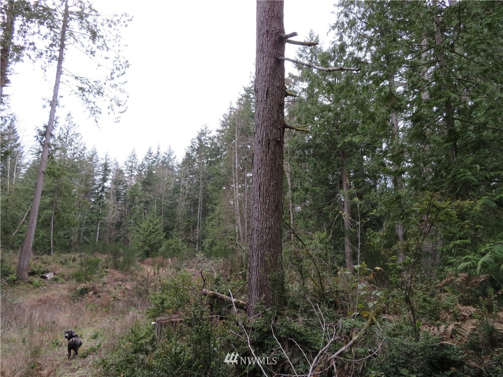 1747 Southwest Old Clifton Road Port Orchard, WA 98367 - Photo 9 of 19 Gallery Image 9