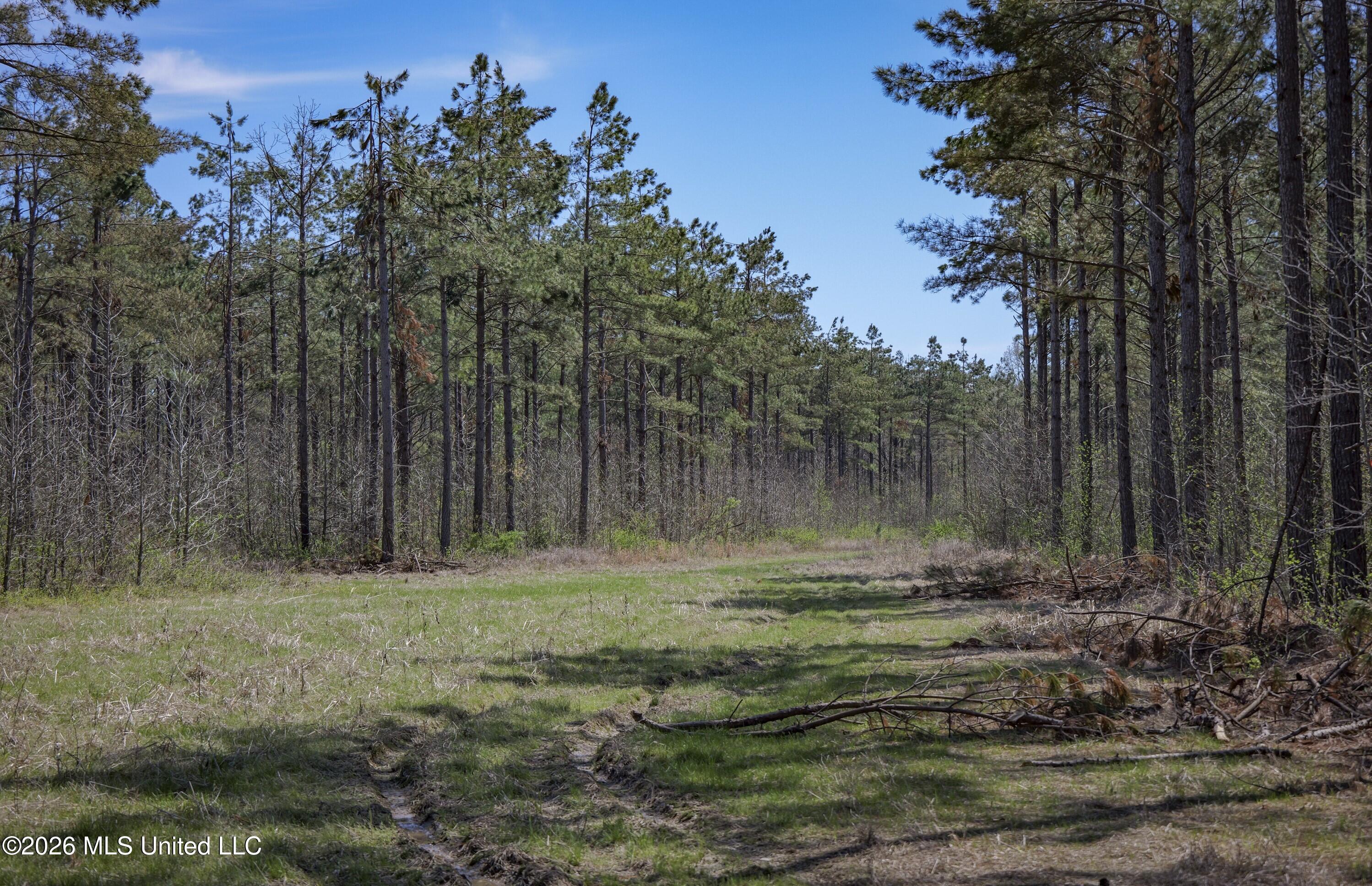Wise Bend Road Thaxton, MS 38871 - Photo 13 of 22 6