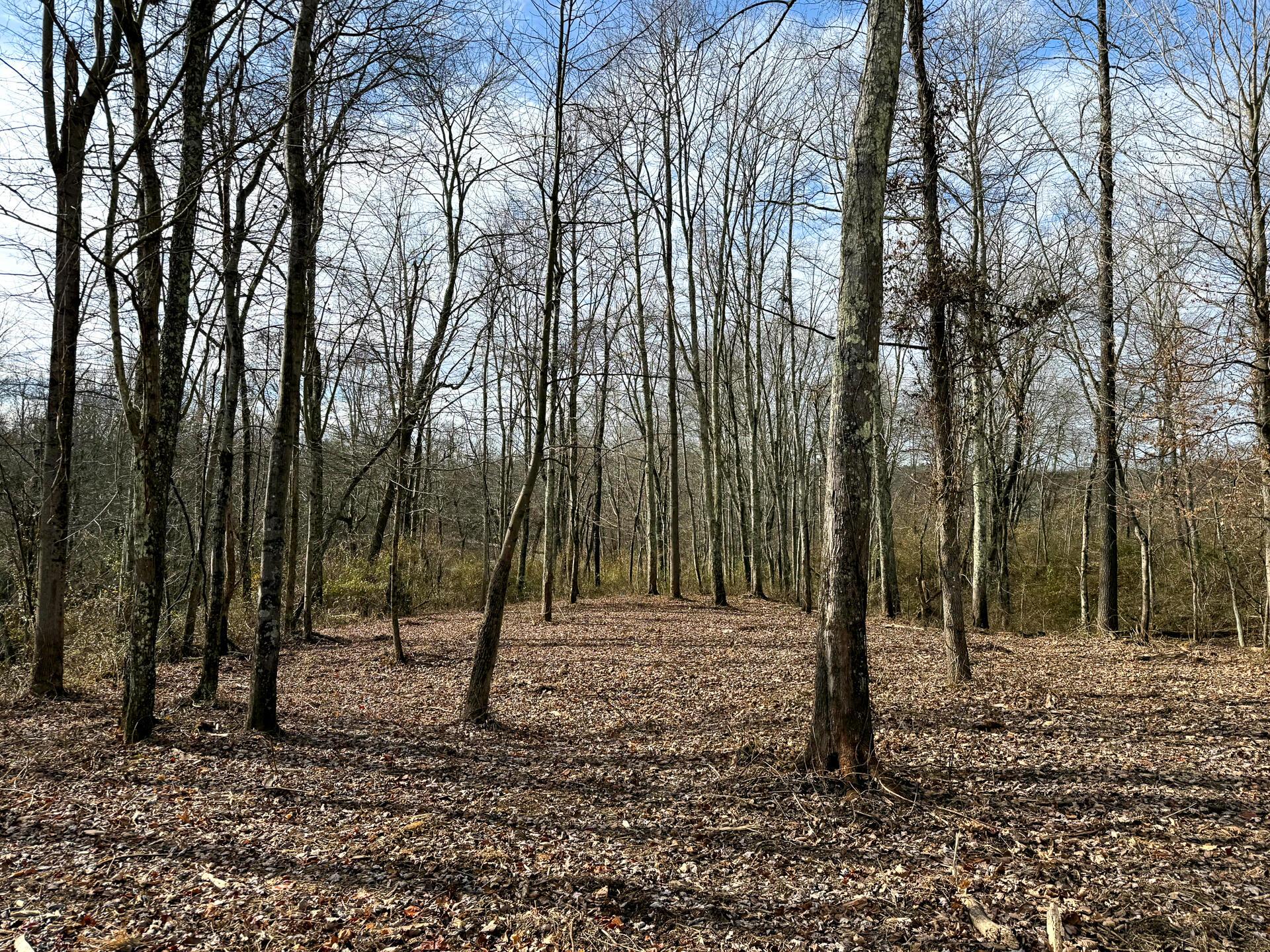 0 Dutch Ridge Road Southeast, Unit WOODS TURKEY RUN TRACT 1) New Lexington, OH 43764 - Photo 5 of 43 CT-5