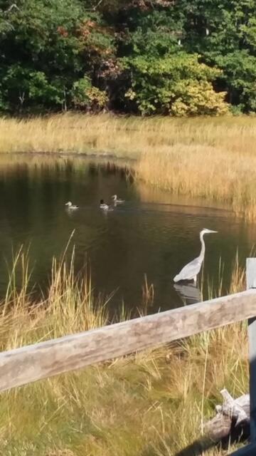 10 Seaside Avenue Saco, ME 04072 - Photo 53 of 54 Outside4
