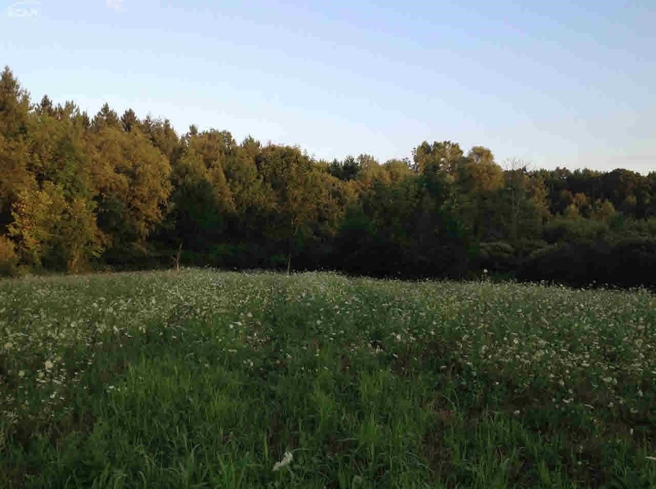 0 Nettney Capac, MI 48014 - Photo 26 of 32