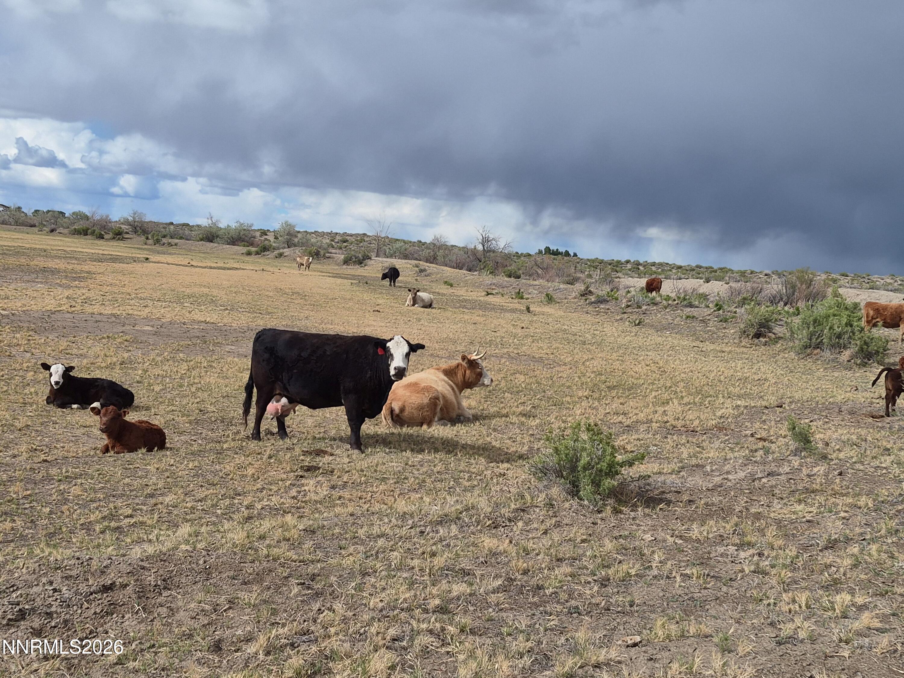 3280 Lone Tree Road Fallon, NV 89406 - Photo 27 of 59 CHUCK COWS IN THE FIELD 26