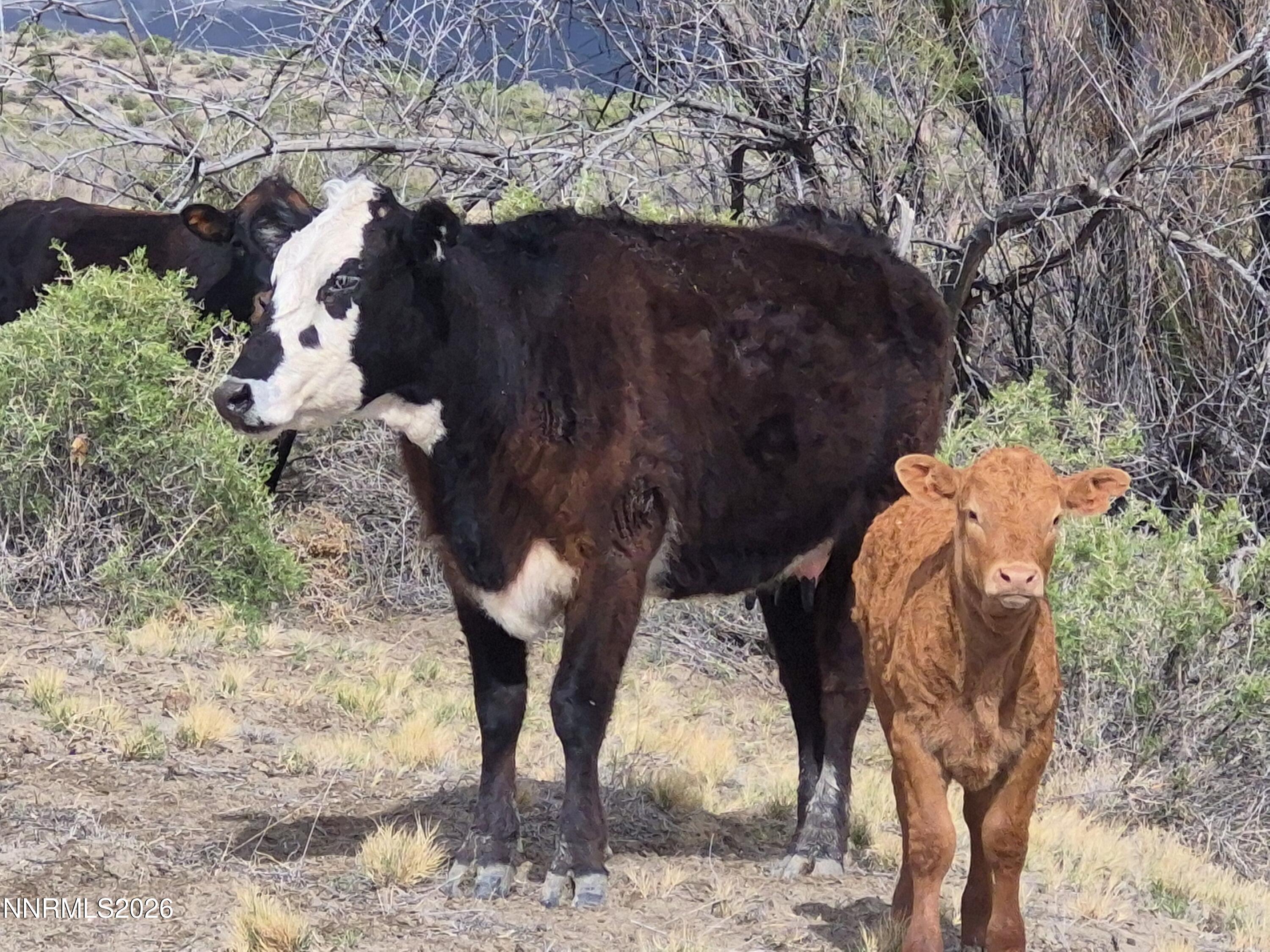 3280 Lone Tree Road Fallon, NV 89406 - Photo 28 of 59 CHUCK COWS WITH CALF 26