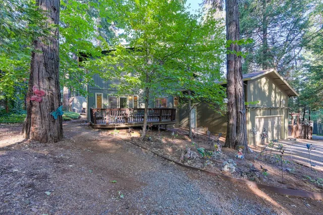 a view of a forest with trees in the background
