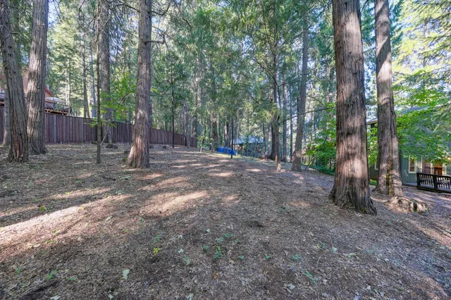 a view of a forest with trees in the background