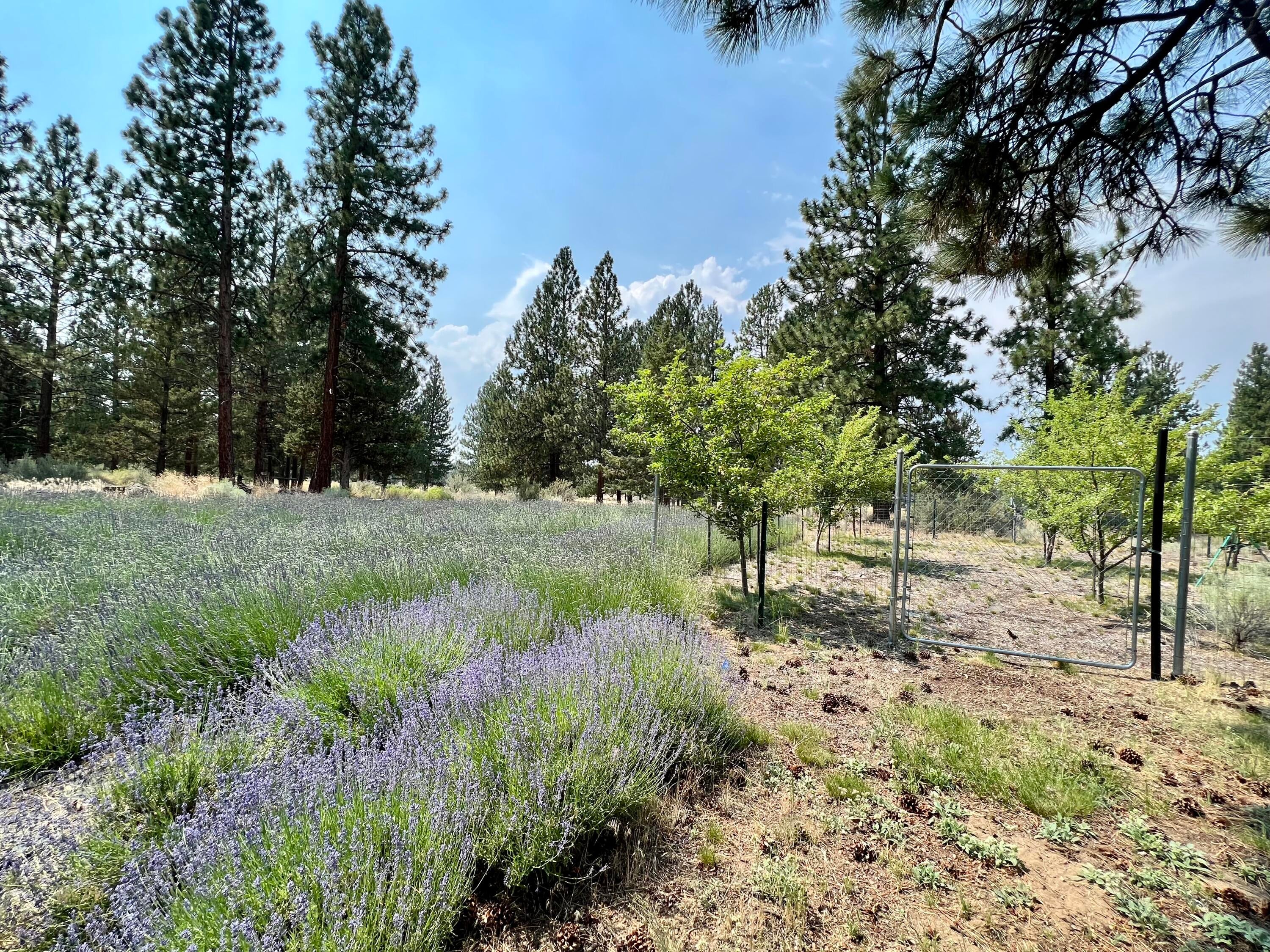 21333 Back Alley Road Bend, OR 97702 - Photo 57 of 57 IMG-4544