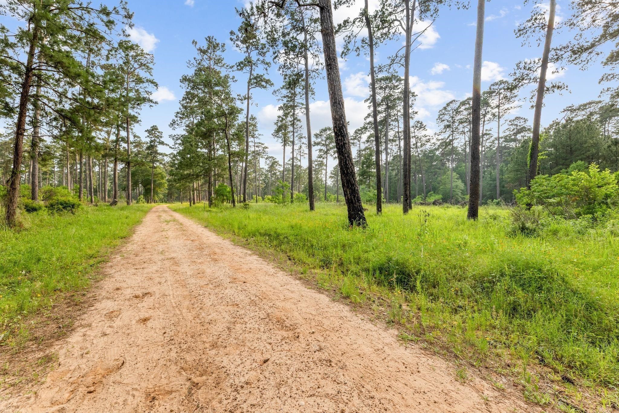 518 Clinton Street, Unit B Conroe, TX 77301 - Photo 47 of 50 a view of a park with large trees