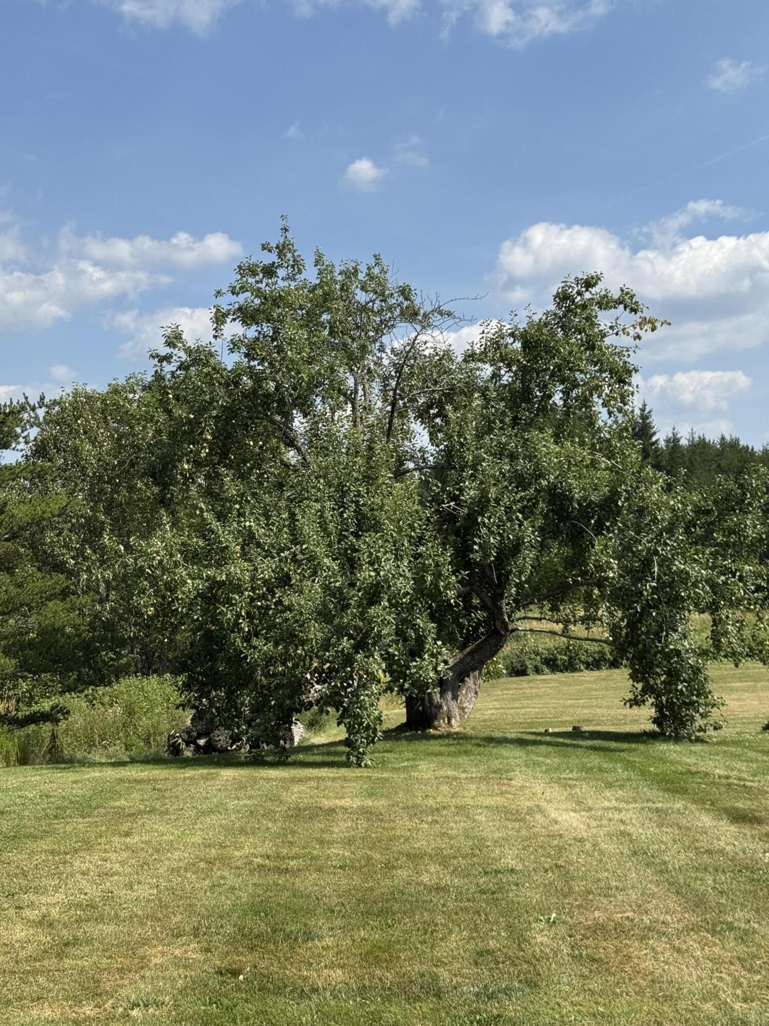 6 Vaillancourt Hill Road Van Buren, ME 04785 - Photo 21 of 88 IMG_2466