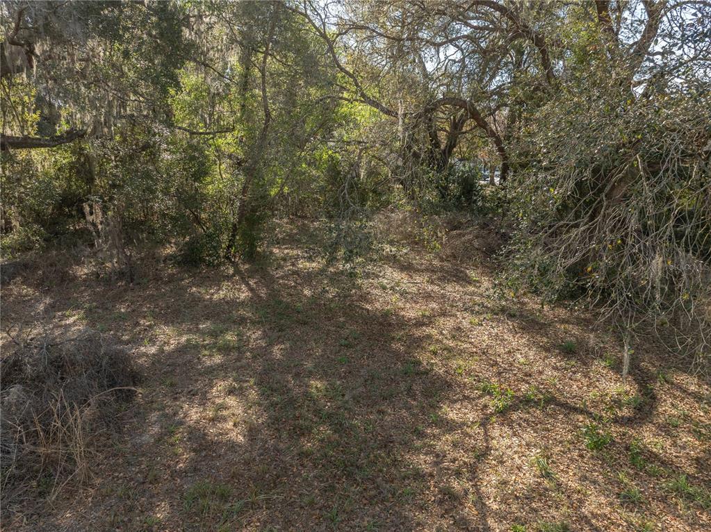 100 South Old Wire Road Wildwood, FL 34785 - Photo 9 of 16 a view of a yard with a tree