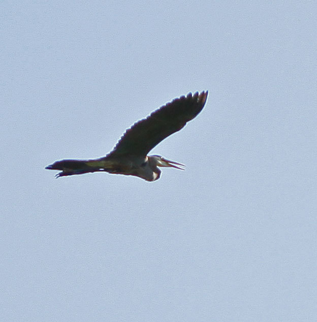 40 Greylock Estates Road Lanesborough, MA 01237 - Photo 3 of 20 Great Blue Flying Over the House