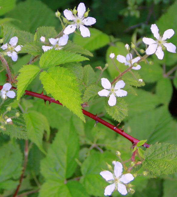 40 Greylock Estates Road Lanesborough, MA 01237 - Photo 6 of 20 Berry Blossoms on the Edge of the Woods