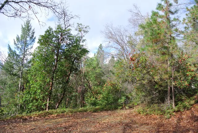 a view of a forest filled with trees