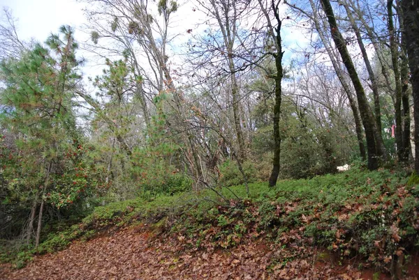 a view of a forest with trees
