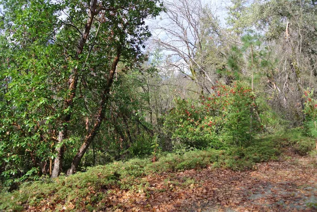 a view of a forest with trees