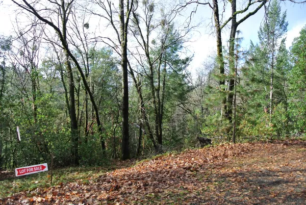 a view of forest