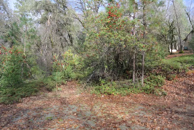 a view of a forest with trees in the background