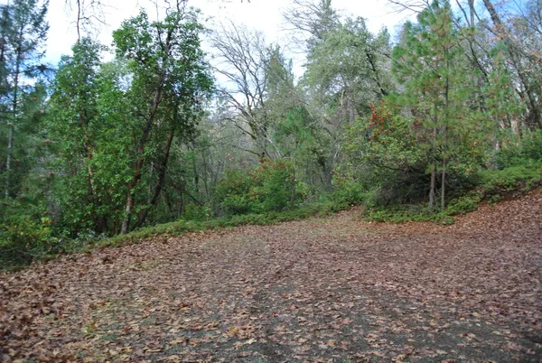 a view of a forest with trees