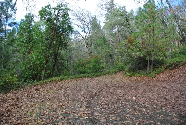 a view of a forest with trees