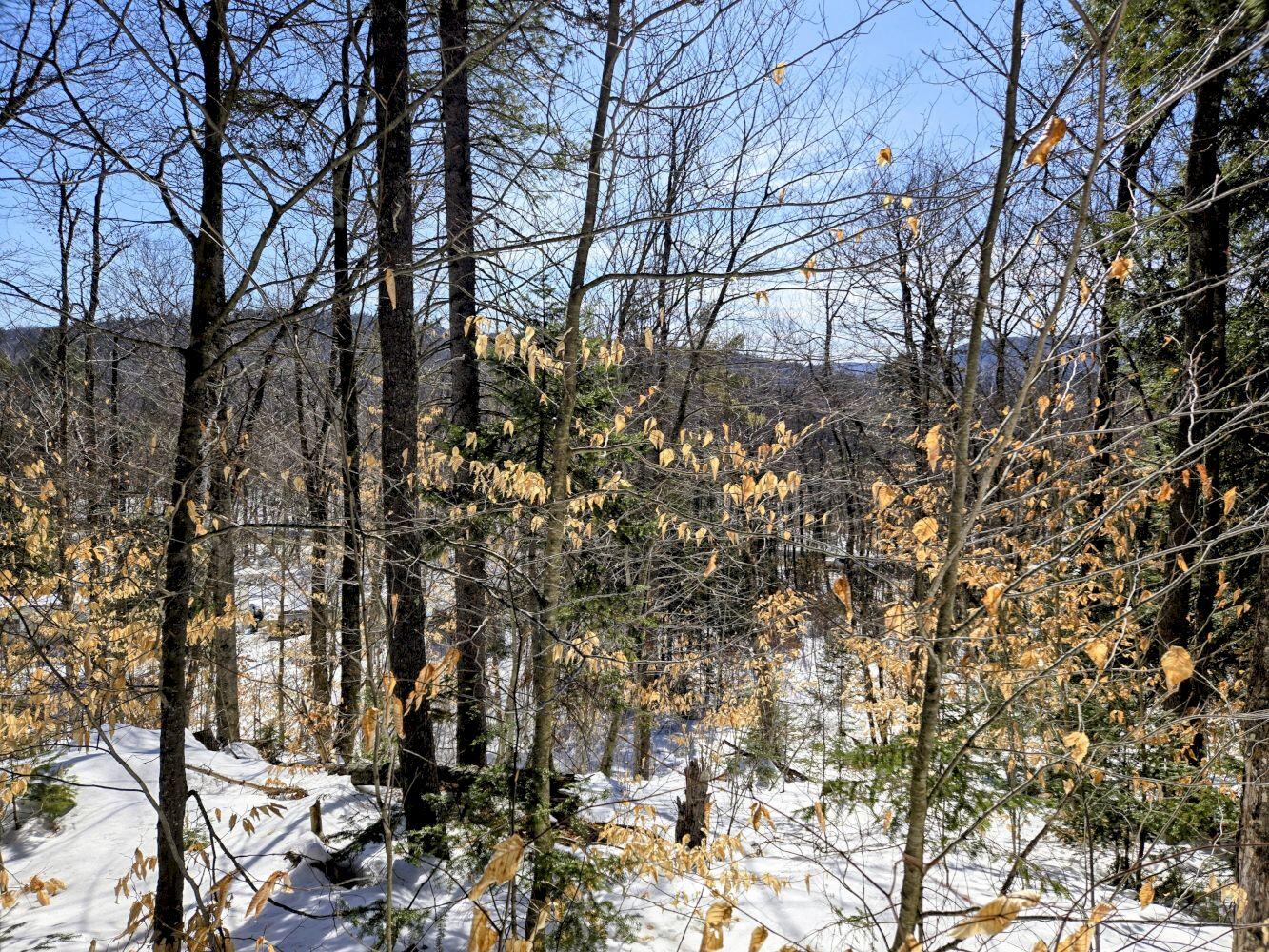 Lot 10 Staples Pond Road Temple, ME 04984 - Photo 2 of 37 20260303_104822~2_result