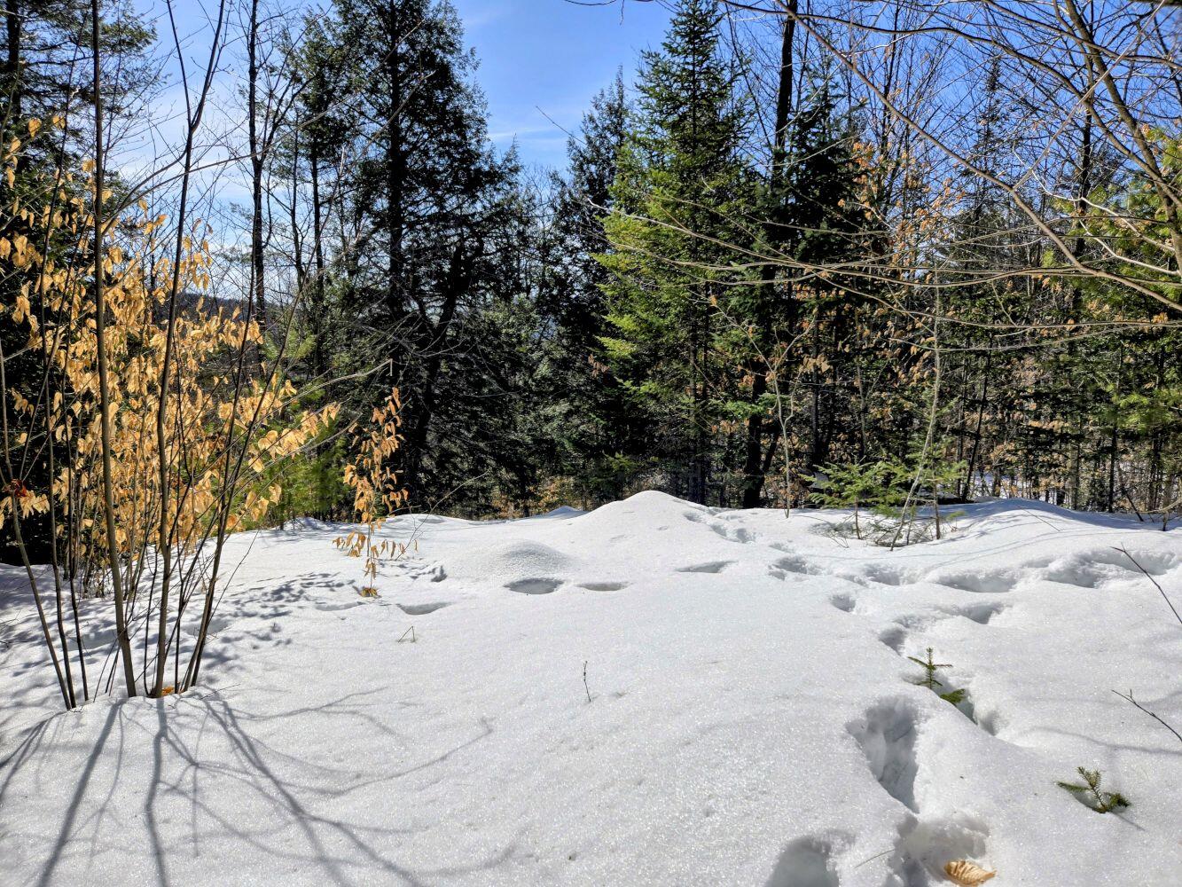 Lot 10 Staples Pond Road Temple, ME 04984 - Photo 29 of 37 20260303_104416~2_result