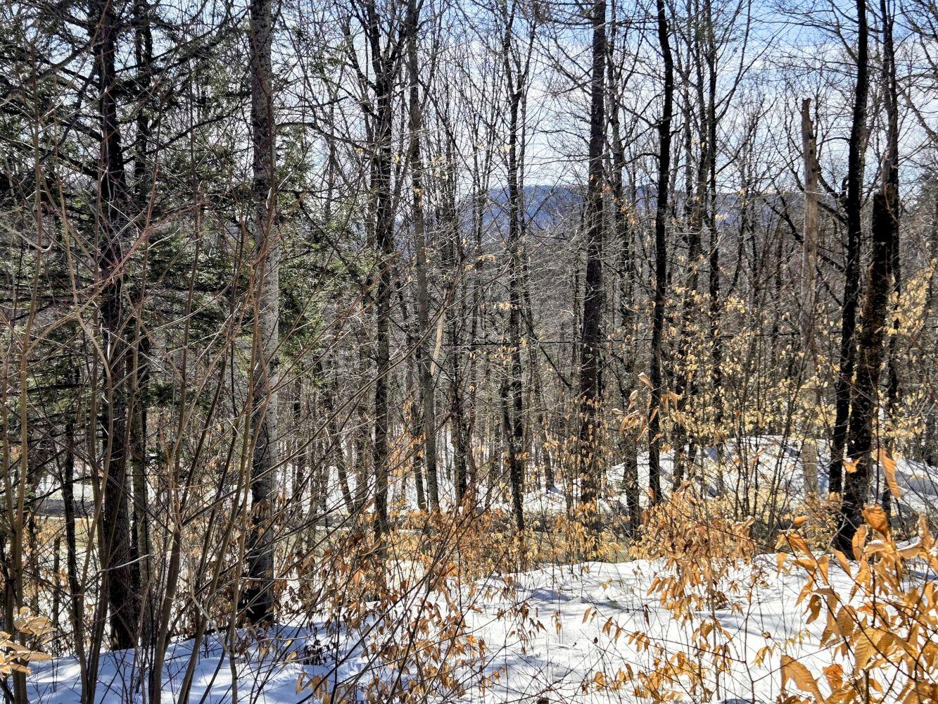 Lot 10 Staples Pond Road Temple, ME 04984 - Photo 35 of 37 20260303_104934~2_result
