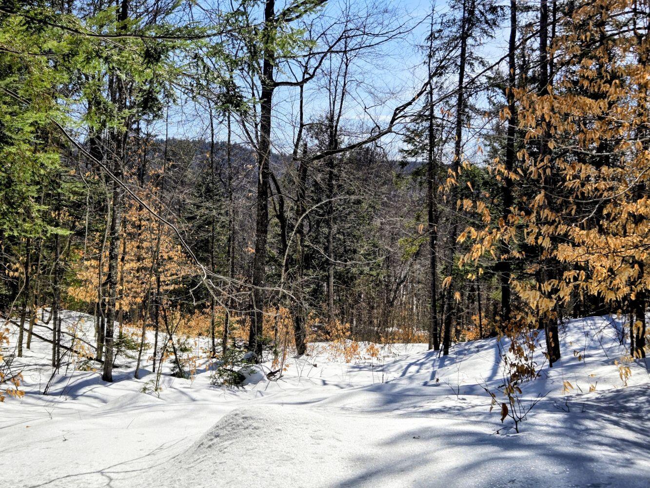 Lot 10 Staples Pond Road Temple, ME 04984 - Photo 4 of 37 20260303_104102~2_result