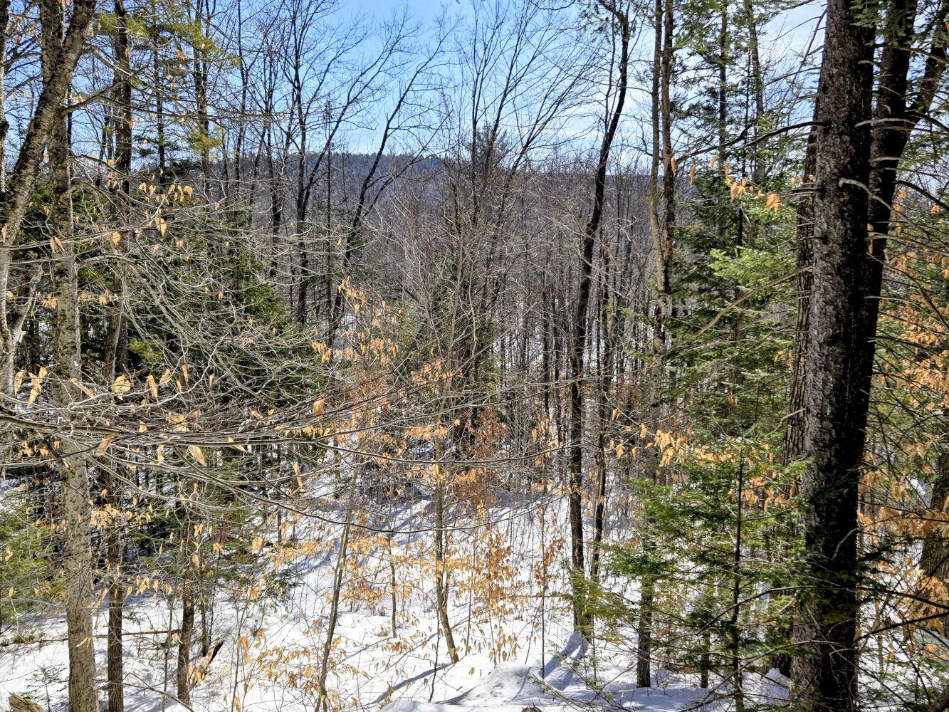 Lot 10 Staples Pond Road Temple, ME 04984 - Photo 5 of 37 20260303_104235~2_result