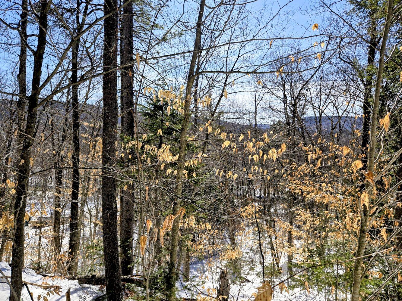 Lot 10 Staples Pond Road Temple, ME 04984 - Photo 7 of 37 20260303_104851~2_result