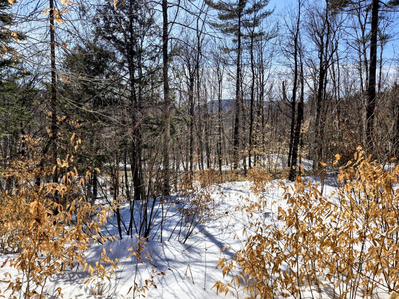 Lot 10 Staples Pond Road Temple, ME 04984 - Photo 8 of 37 20260303_104930~2_result