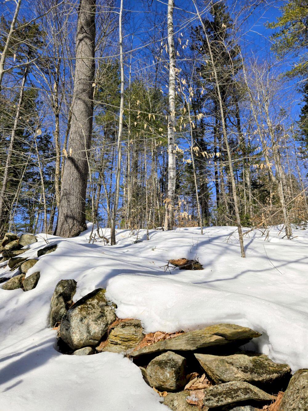 Lot 10 Staples Pond Road Temple, ME 04984 - Photo 9 of 37 20260303_105113~2_result
