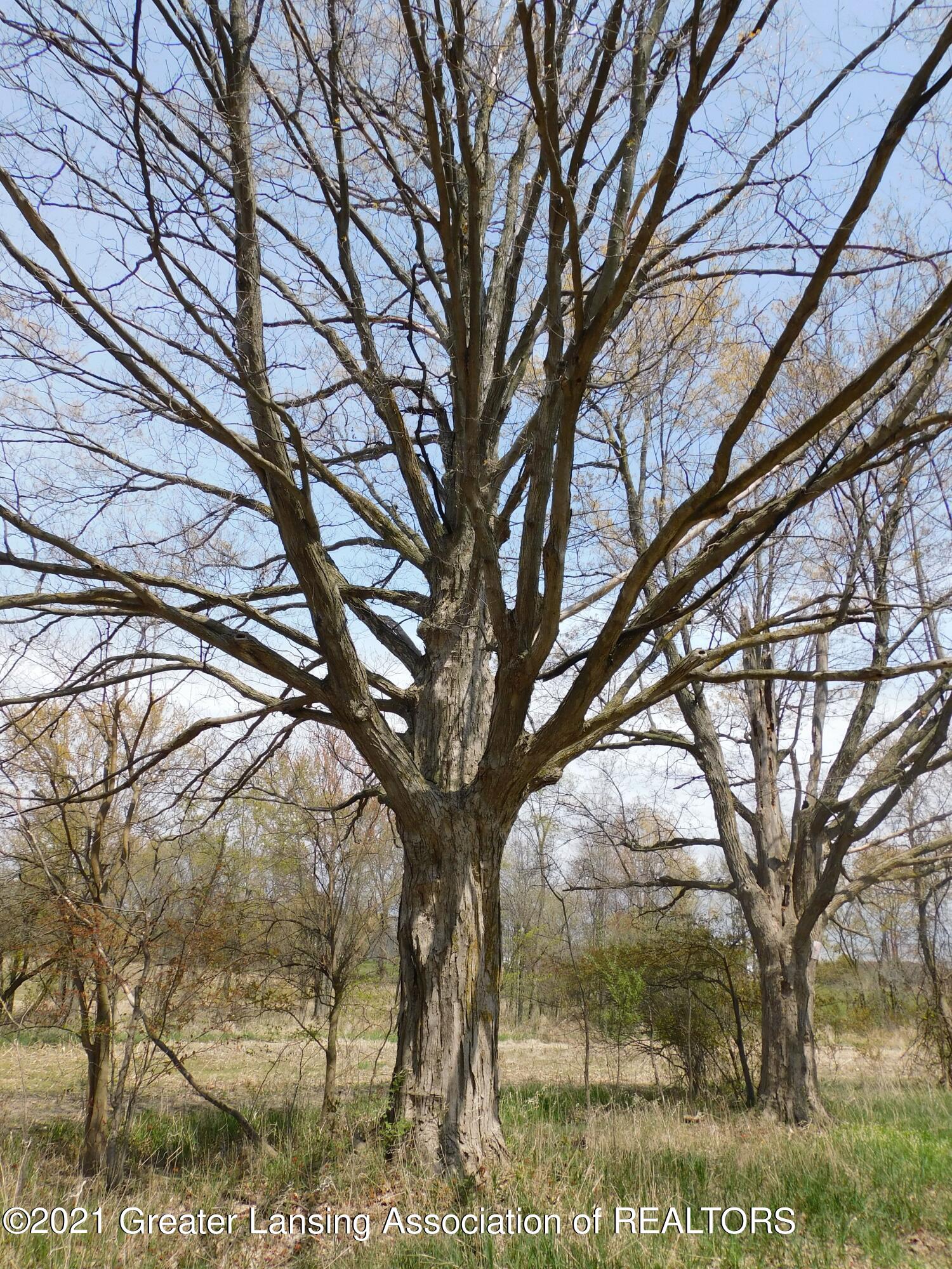 0 Garrison Road Laingsburg, MI 48848 - Photo 15 of 31 Lined with Mature trees