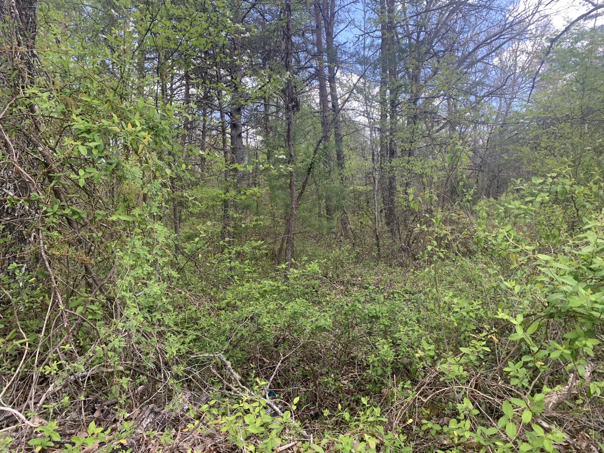 0 Scott Wyatt Road Deer Lodge, TN 37726 - Photo 2 of 4