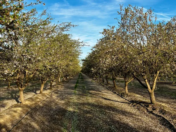 $1,445,000 | 16722 Road 18, Madera, CA 93637