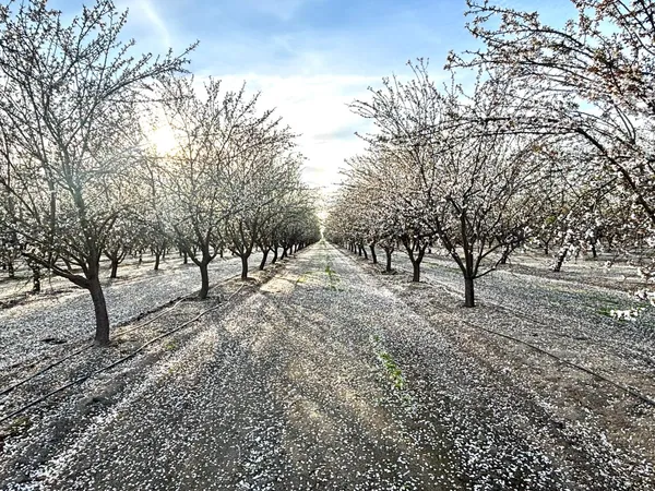 $1,445,000 | 16722 Road 18, Madera, CA 93637